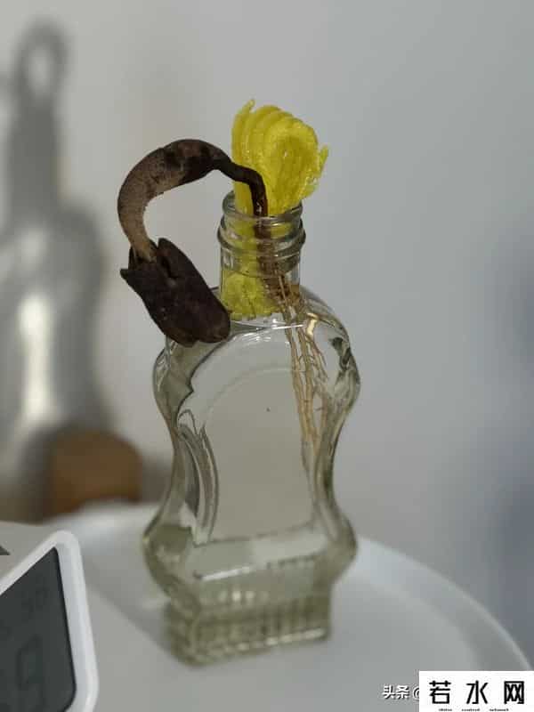 鲜果网,“水果网套”不要扔!简单改造一下,还有大用,后悔才知道