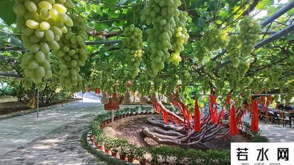 张克凡,「 锦绣昌黎 」 葡萄熟了 葡园等你