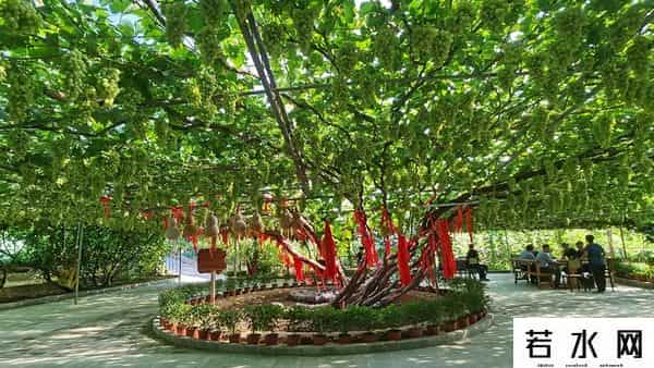 张克凡,「 锦绣昌黎 」 葡萄熟了 葡园等你