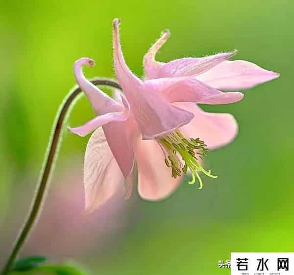 大光圈手机,手机虚化有多绝?大光圈+光斑玩法,轻松拿捏专业级美照