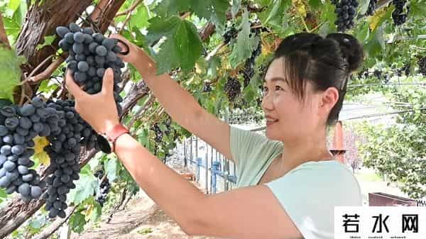 张克凡,「 锦绣昌黎 」 葡萄熟了 葡园等你