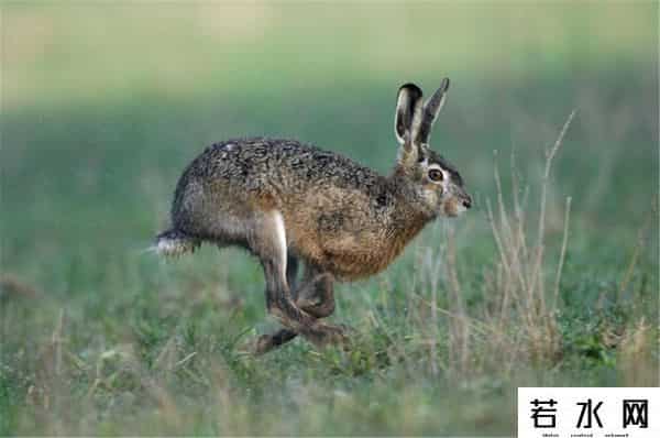 色兔兔,澳大利亚野兔成灾,百年“人兔大战”五次围剿失败,中国出手相助