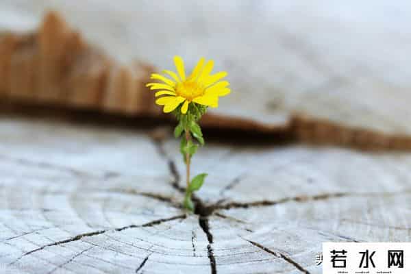 正直的生活,要正直地生活,别想入非非!要诚实地工作,才能前程远大