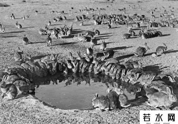 色兔兔,澳大利亚野兔成灾,百年“人兔大战”五次围剿失败,中国出手相助