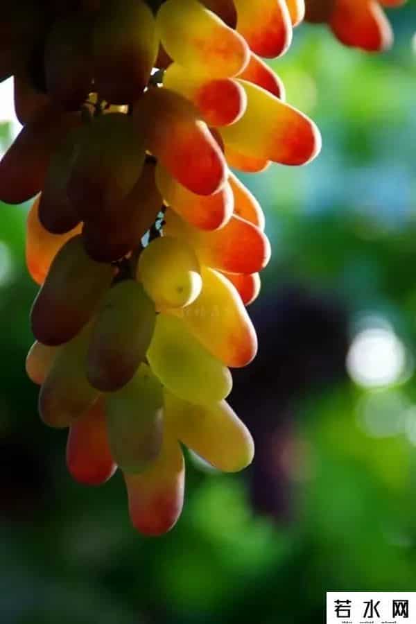 张克凡,「 锦绣昌黎 」 葡萄熟了 葡园等你