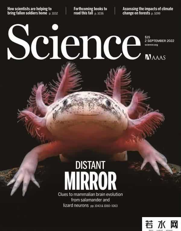 纪中展,把自己玩到濒危的动物，取下大脑都能活，科学家用它研究再生之谜