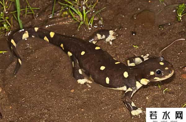 纪中展,把自己玩到濒危的动物，取下大脑都能活，科学家用它研究再生之谜