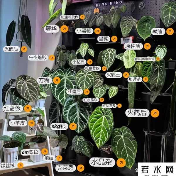 帝王花烛,网红花烛坑太多?新手别瞎买,这几点学会再下手不迟