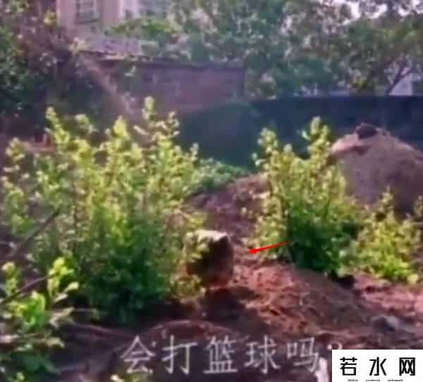 漠叔,漠叔：琼系军阀称霸农村，狗见了都得挨巴掌，真实身份反黑警察？