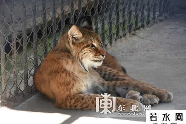 单身动物园,北方森林动物园发征婚信息 为单身动物求“伴侣”