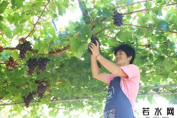 张克凡,「 锦绣昌黎 」 葡萄熟了 葡园等你