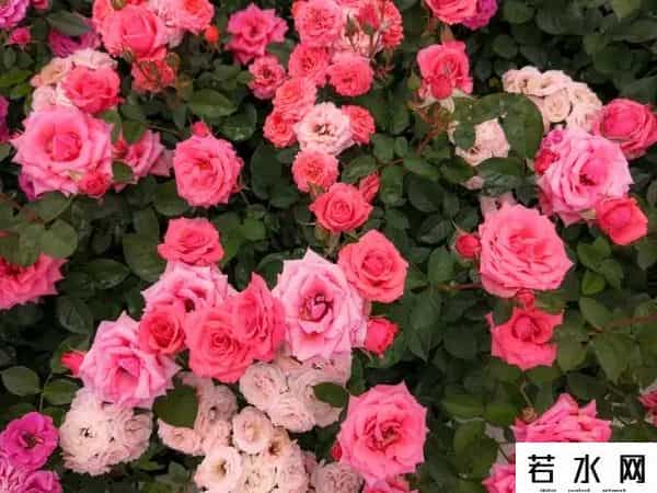 我爱你你爱我,我最爱的人是你,爱你胜过爱自己