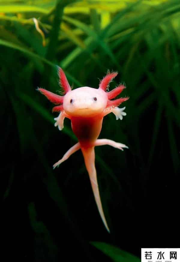 纪中展,把自己玩到濒危的动物，取下大脑都能活，科学家用它研究再生之谜