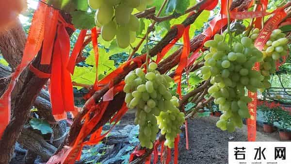 张克凡,「 锦绣昌黎 」 葡萄熟了 葡园等你