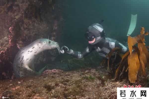 joost,摄影师捕捉人与海豹同游嬉戏画面