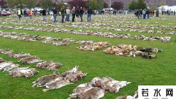 色兔兔,澳大利亚野兔成灾,百年“人兔大战”五次围剿失败,中国出手相助