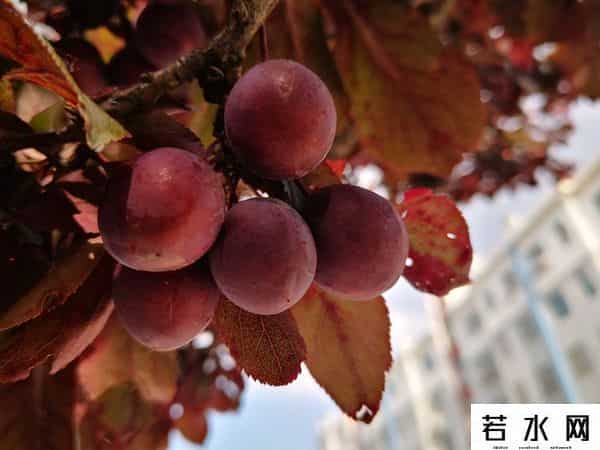 心麦,望麦心喜，汗水换来粮丰产（诗五首）