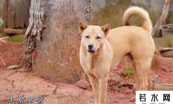 漠叔,漠叔：琼系军阀称霸农村，狗见了都得挨巴掌，真实身份反黑警察？