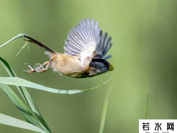 奥森,飞羽镜界 - 我在北京奥森公园拍到了“鸟中大熊猫”,是幸运吗!