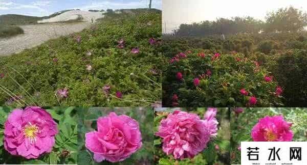 植物化妆品,芦荟、玫瑰……来扒一扒护肤品中的这些植物