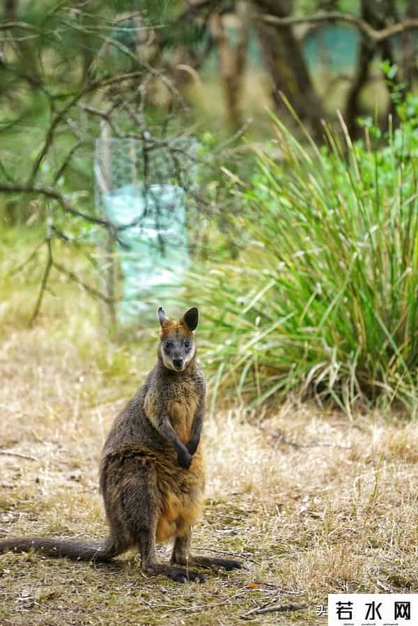 woola,放慢脚步游澳洲（4）企鹅岛，我和自然有个约定