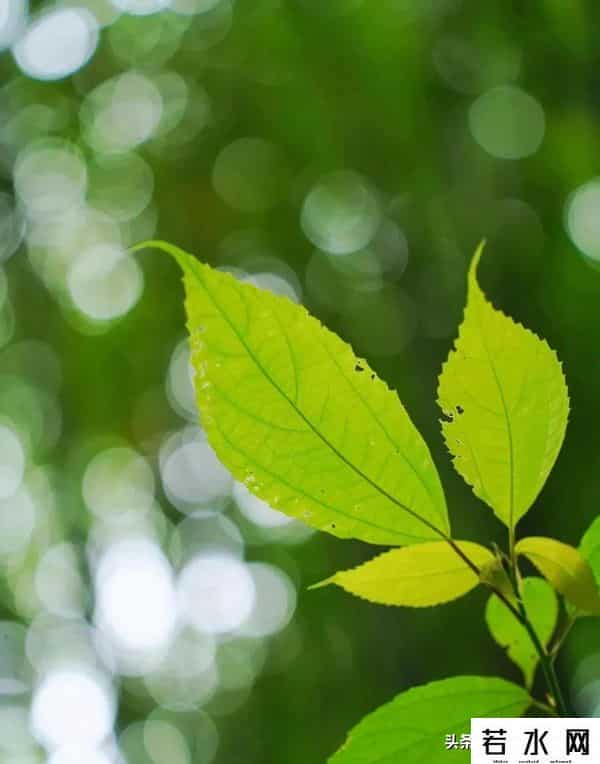 大光圈手机,手机虚化有多绝?大光圈+光斑玩法,轻松拿捏专业级美照