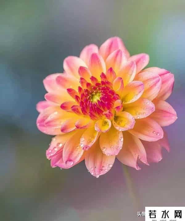 大光圈手机,手机虚化有多绝?大光圈+光斑玩法,轻松拿捏专业级美照