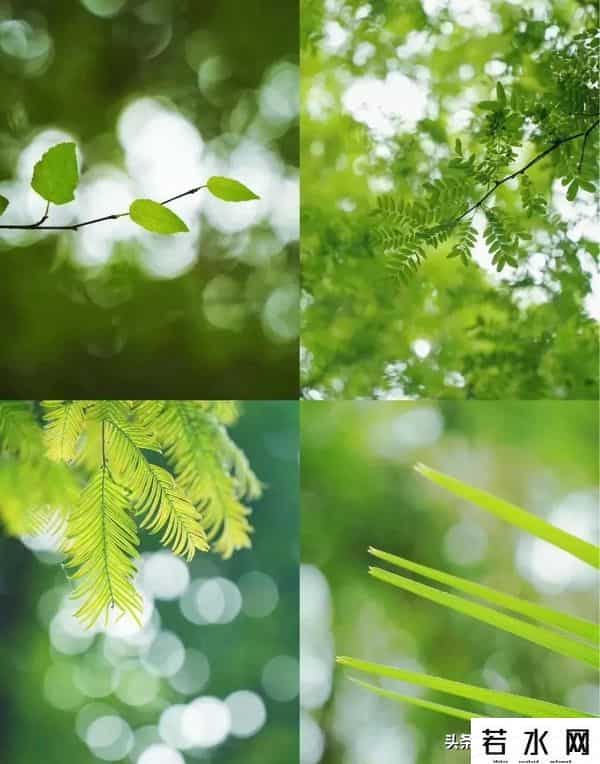 大光圈手机,手机虚化有多绝?大光圈+光斑玩法,轻松拿捏专业级美照