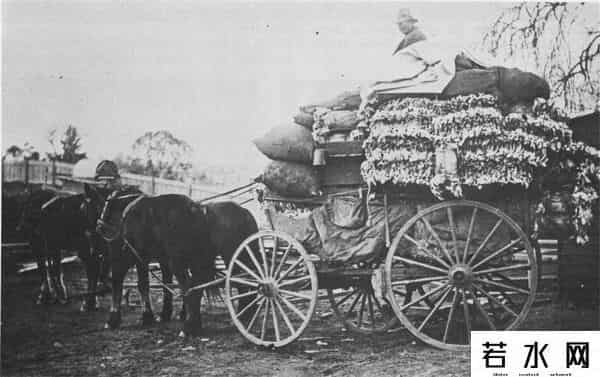 色兔兔,澳大利亚野兔成灾,百年“人兔大战”五次围剿失败,中国出手相助