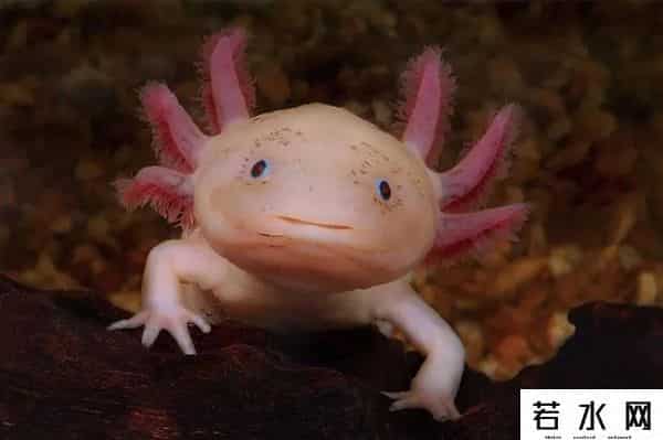 纪中展,把自己玩到濒危的动物，取下大脑都能活，科学家用它研究再生之谜