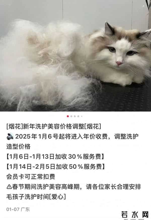 宠物用品团购,宠物春节也疯狂：鲍鱼海参进“年夜饭”菜单，美容涨价50%