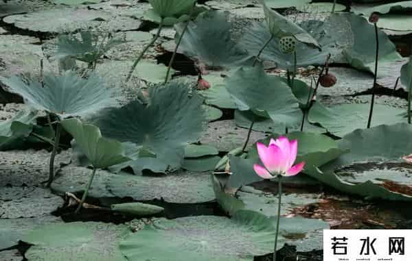 蔷薇九里,松江又添一条滨水健身步道，散步、吸氧、赏景……走起