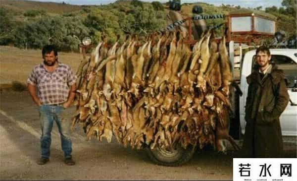 色兔兔,澳大利亚野兔成灾,百年“人兔大战”五次围剿失败,中国出手相助