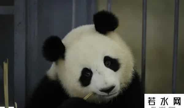 40403,8.13过生日的熊熊们(下)