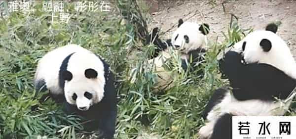 40403,8.13过生日的熊熊们(下)