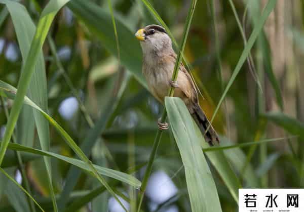奥森,飞羽镜界 - 我在北京奥森公园拍到了“鸟中大熊猫”,是幸运吗!