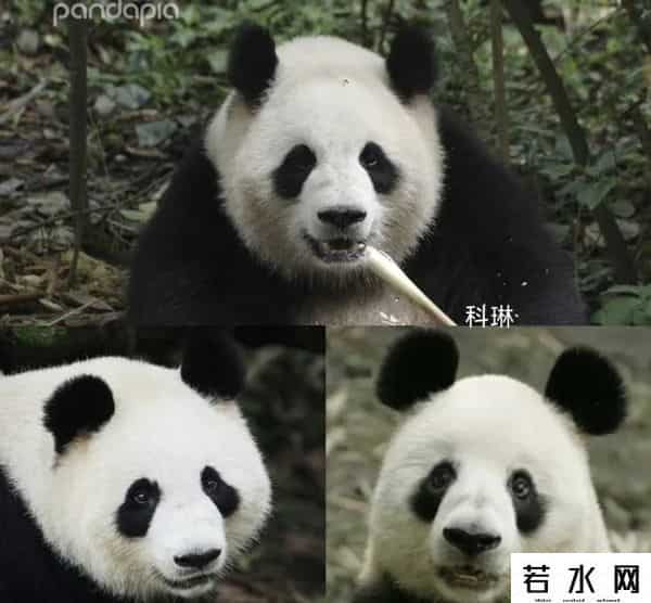 40403,8.13过生日的熊熊们(下)