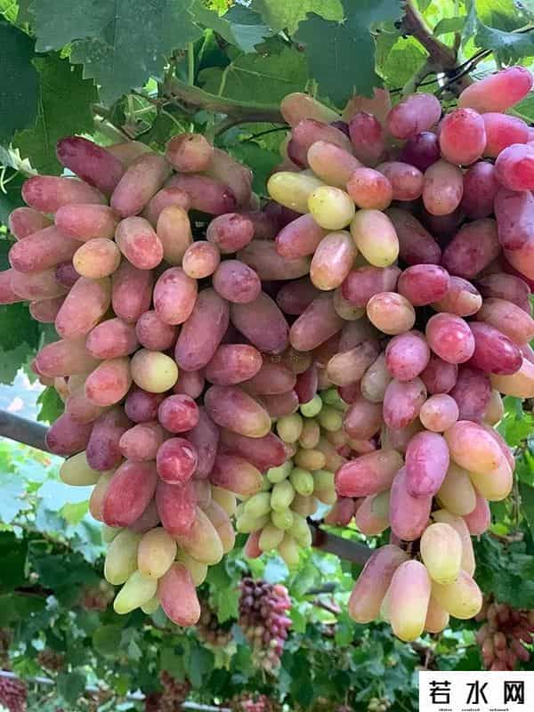 张克凡,「 锦绣昌黎 」 葡萄熟了 葡园等你