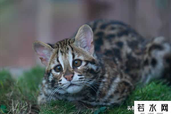 抓住神经猫,天生反骨的5种猫:养了它们,天天都在上演"人猫大战"!