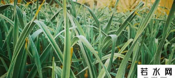 小蒜头,蒜头小？播种前少做这3步！老农悔叹：难怪减产