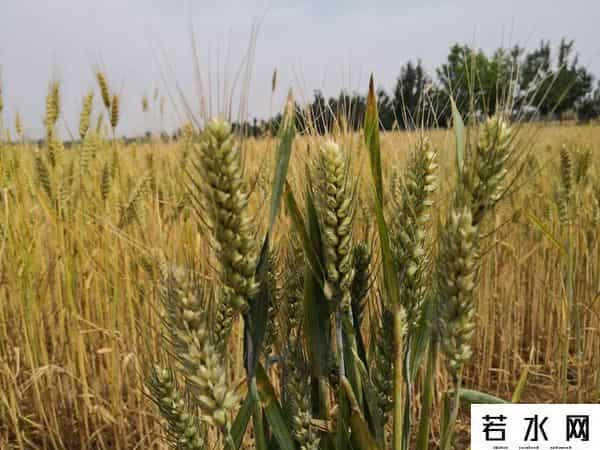 心麦,望麦心喜，汗水换来粮丰产（诗五首）