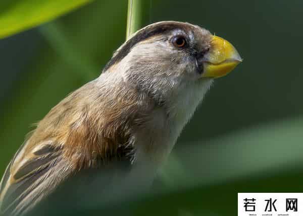 奥森,飞羽镜界 - 我在北京奥森公园拍到了“鸟中大熊猫”,是幸运吗!