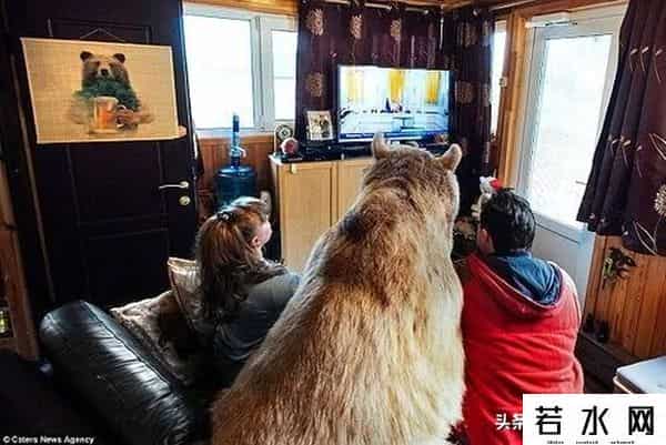 qq宠物熊熊,熊熊误入大学引大学生围观,网友:被麻醉枪射落的熊熊太可爱了!