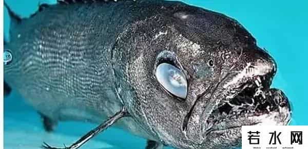 异鳞蛇鲭,日本老师逼学生吃异鳞蛇鲭是何居心，这是种让人拉肚子的毒鱼