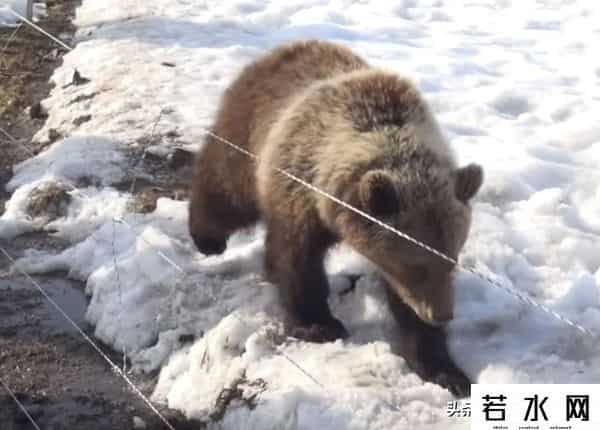 qq宠物熊熊,熊熊误入大学引大学生围观,网友:被麻醉枪射落的熊熊太可爱了!