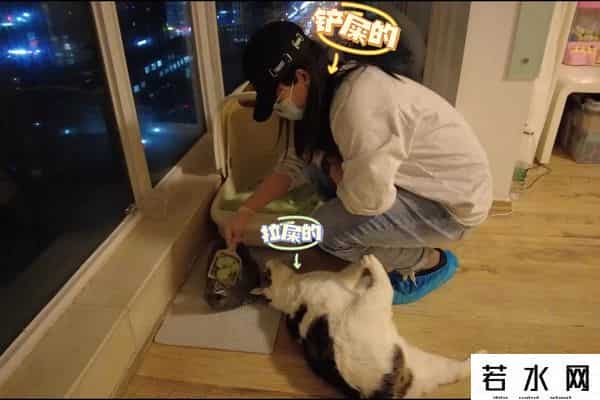 国庆兼职,上门喂猫、兼职伴娘……国庆假期“搞钱”兼职有哪些？