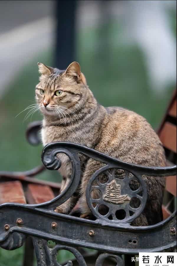 抓住神经猫,天生反骨的5种猫:养了它们,天天都在上演"人猫大战"!