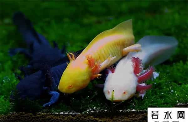 纪中展,把自己玩到濒危的动物，取下大脑都能活，科学家用它研究再生之谜