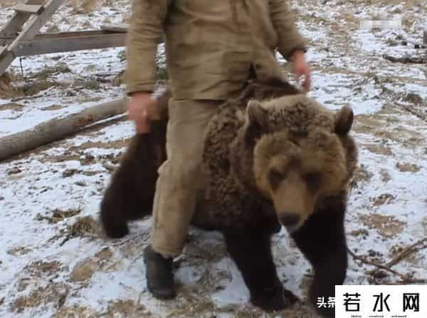 qq宠物熊熊,熊熊误入大学引大学生围观,网友:被麻醉枪射落的熊熊太可爱了!