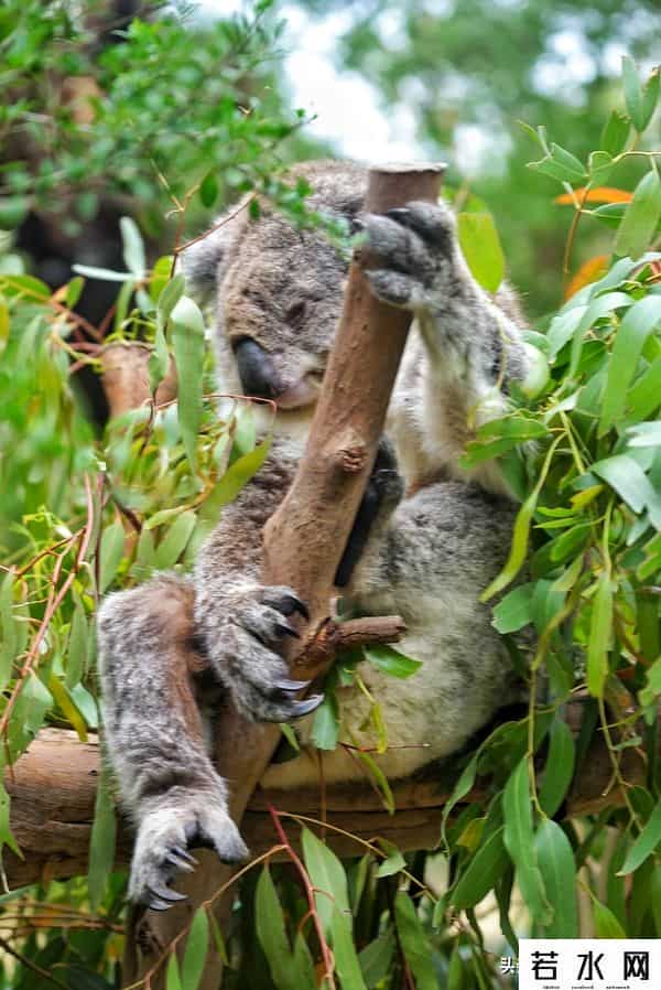 woola,放慢脚步游澳洲（4）企鹅岛，我和自然有个约定